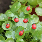 Coccinelles en bois de décoration